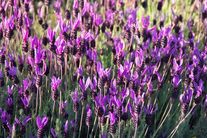 100 FRENCH LAVENDER aka Butterfly Lavender, Spanish, Topped Lavandula Stoechas Fragrant Blue Purple Flower Herb Seeds