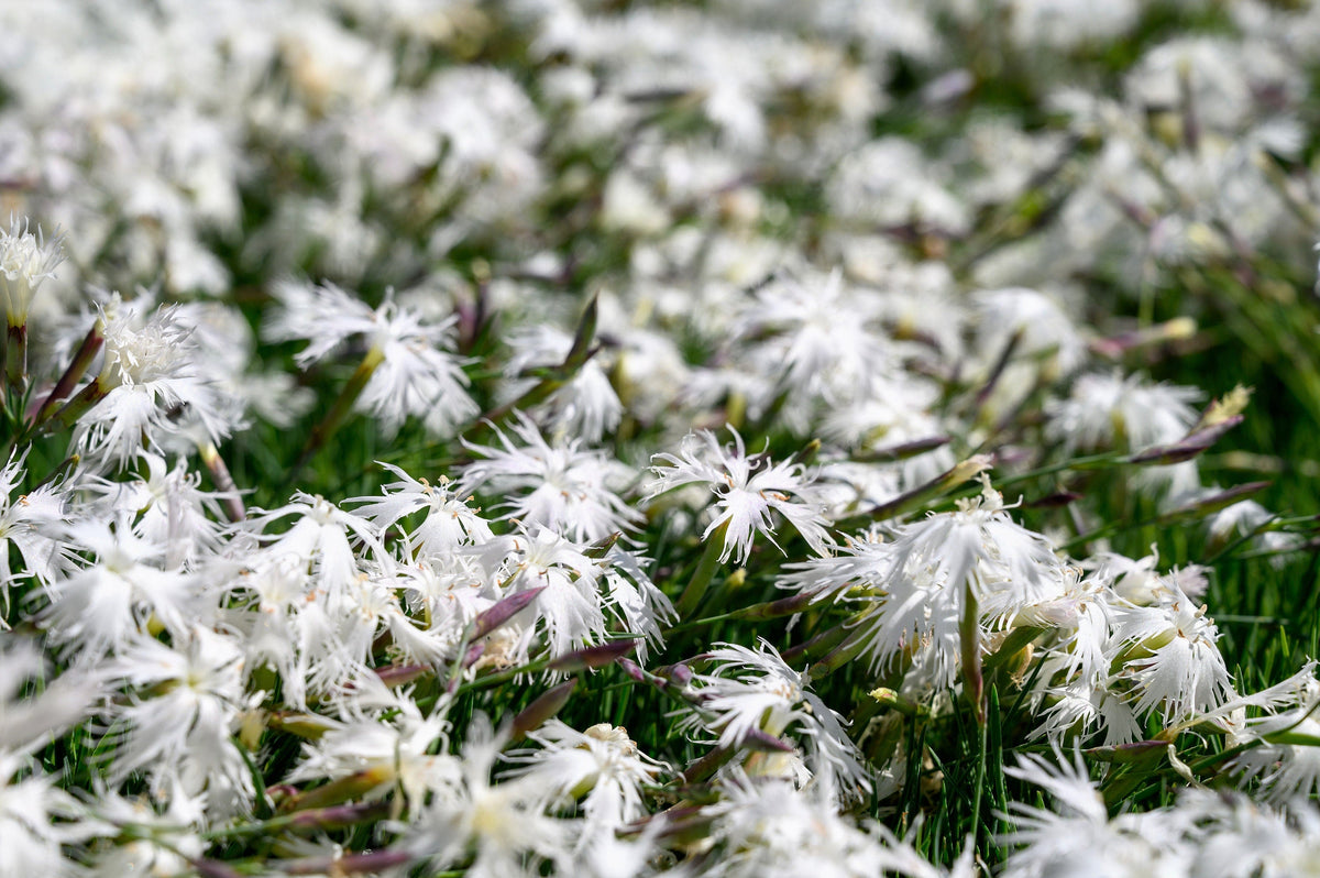 25 Dwarf LITTLE MAIDEN DIANTHUS Arenarius f. Nanus Fragrant White Flower Seeds