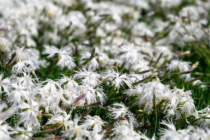 25 Dwarf LITTLE MAIDEN DIANTHUS Arenarius f. Nanus Fragrant White Flower Seeds