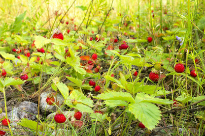 80 California WOODLAND STRAWBERRY Fragaria Vesca Bracteata Pacific Native Strawberry Red Berry Fruit White Flower Seeds