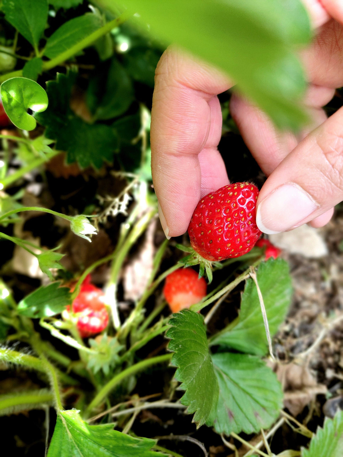 80 California WOODLAND STRAWBERRY Fragaria Vesca Bracteata Pacific Native Strawberry Red Berry Fruit White Flower Seeds