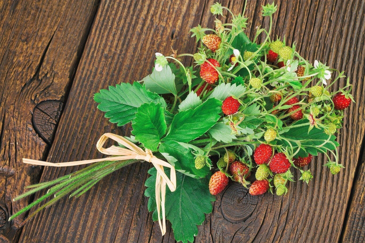 80 California WOODLAND STRAWBERRY Fragaria Vesca Bracteata Pacific Native Strawberry Red Berry Fruit White Flower Seeds