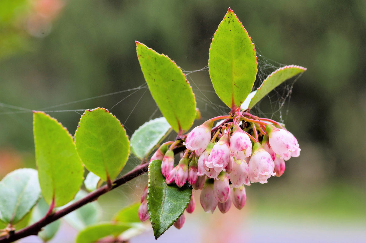 50 California EVERGREEN HUCKLEBERRY Vaccinium Ovatum Fruit aka Box Blueberry Native Pink & White Flower Blue Black Berry Shrub Seeds