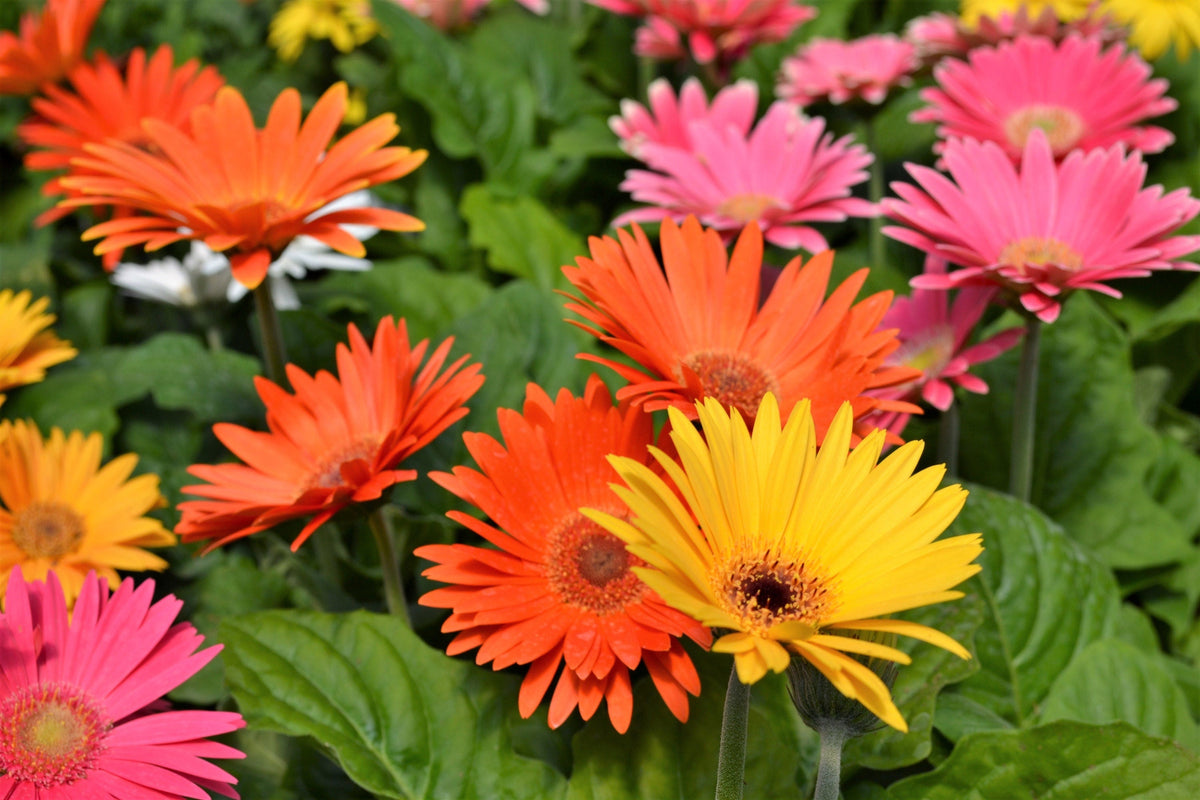 20 GERBER DAISY Mix Gerbera Jamesonii aka Barberton or African Daisy Mixed Colors Pink Purple Red Orange Yellow White Flower Seeds