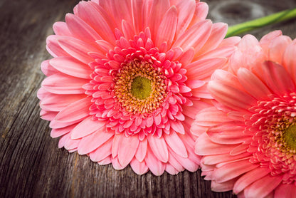 20 GERBER DAISY Mix Gerbera Jamesonii aka Barberton or African Daisy Mixed Colors Pink Purple Red Orange Yellow White Flower Seeds