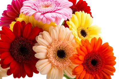 20 GERBER DAISY Mix Gerbera Jamesonii aka Barberton or African Daisy Mixed Colors Pink Purple Red Orange Yellow White Flower Seeds