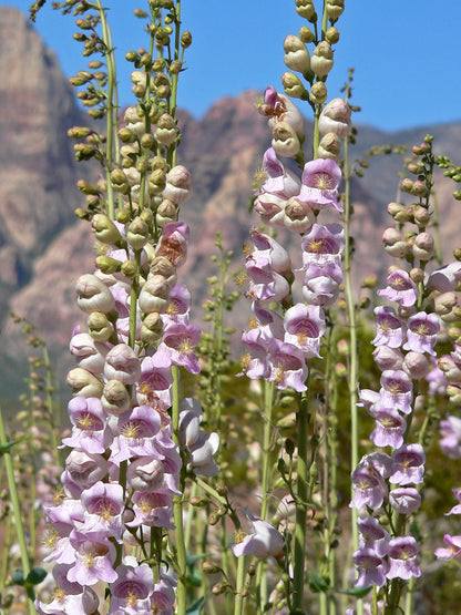250 NATIVE MIX Beardtongue PENSTEMON Grandiflorus, Strictus, Cobaea, Palmeri, Digitalis, Pallidus - Pink White Blue Purple Flower Seeds