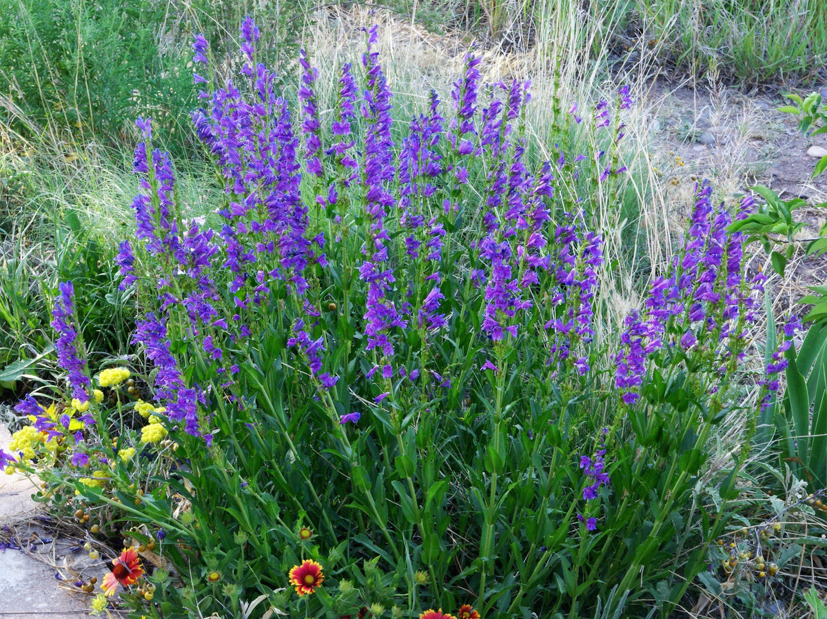 250 NATIVE MIX Beardtongue PENSTEMON Grandiflorus, Strictus, Cobaea, Palmeri, Digitalis, Pallidus - Pink White Blue Purple Flower Seeds