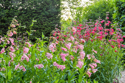 250 NATIVE MIX Beardtongue PENSTEMON Grandiflorus, Strictus, Cobaea, Palmeri, Digitalis, Pallidus - Pink White Blue Purple Flower Seeds