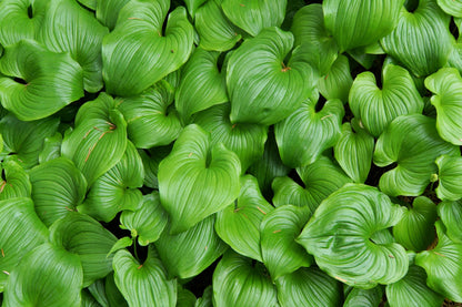15 BEADRUBY Maianthemum Dilatatum aka False Lily of the Valley, Solomon's Seal, Snakeberry, May Lily, Native White Flower Red Berry Moist Shade Seeds