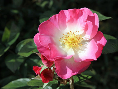 25 SWEET BRIAR ROSE Multiple Shades of Pink Eglantine Rose Rosa Eglanteria syn. Rosa Rubiginosa Flower Shrub Seeds