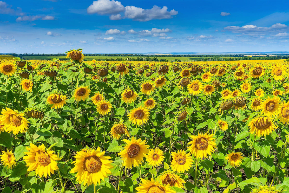 100 PEREDOVIK SUNFLOWER Helianthus Annuus aka Black Peredovik Good Oil / Oilseed Type Yellow Flower Seeds