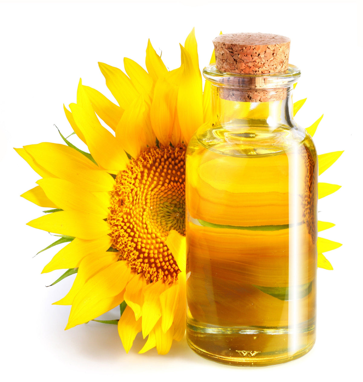 100 PEREDOVIK SUNFLOWER Helianthus Annuus aka Black Peredovik Good Oil / Oilseed Type Yellow Flower Seeds