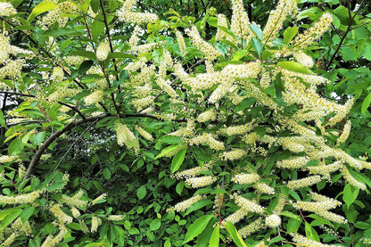 10 AMUR MAACKIA Cladrastis Amurensis Tree Ornamental White Flower Legume Seeds