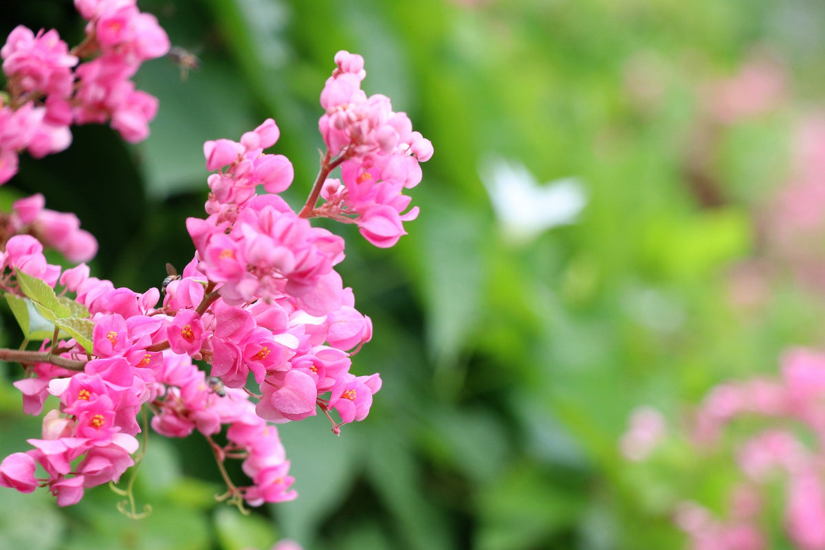 5 CORAL VINE Mexican Creeper Bee Bush Chain of Love Mountain Rose Antigonon Leptopus Bright Pink Climber Ground Cover Flower Seeds