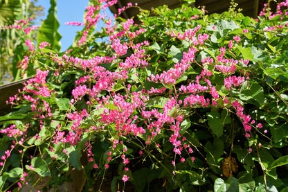 5 CORAL VINE Mexican Creeper Bee Bush Chain of Love Mountain Rose Antigonon Leptopus Bright Pink Climber Ground Cover Flower Seeds