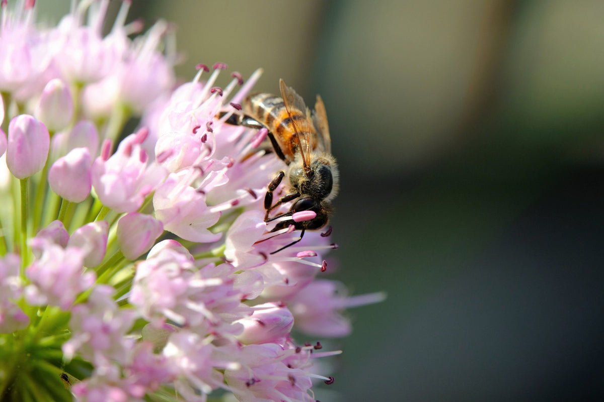 10 MOUSE GARLIC Allium Angulosum Wild Garlic Pink Flower Herb Seeds