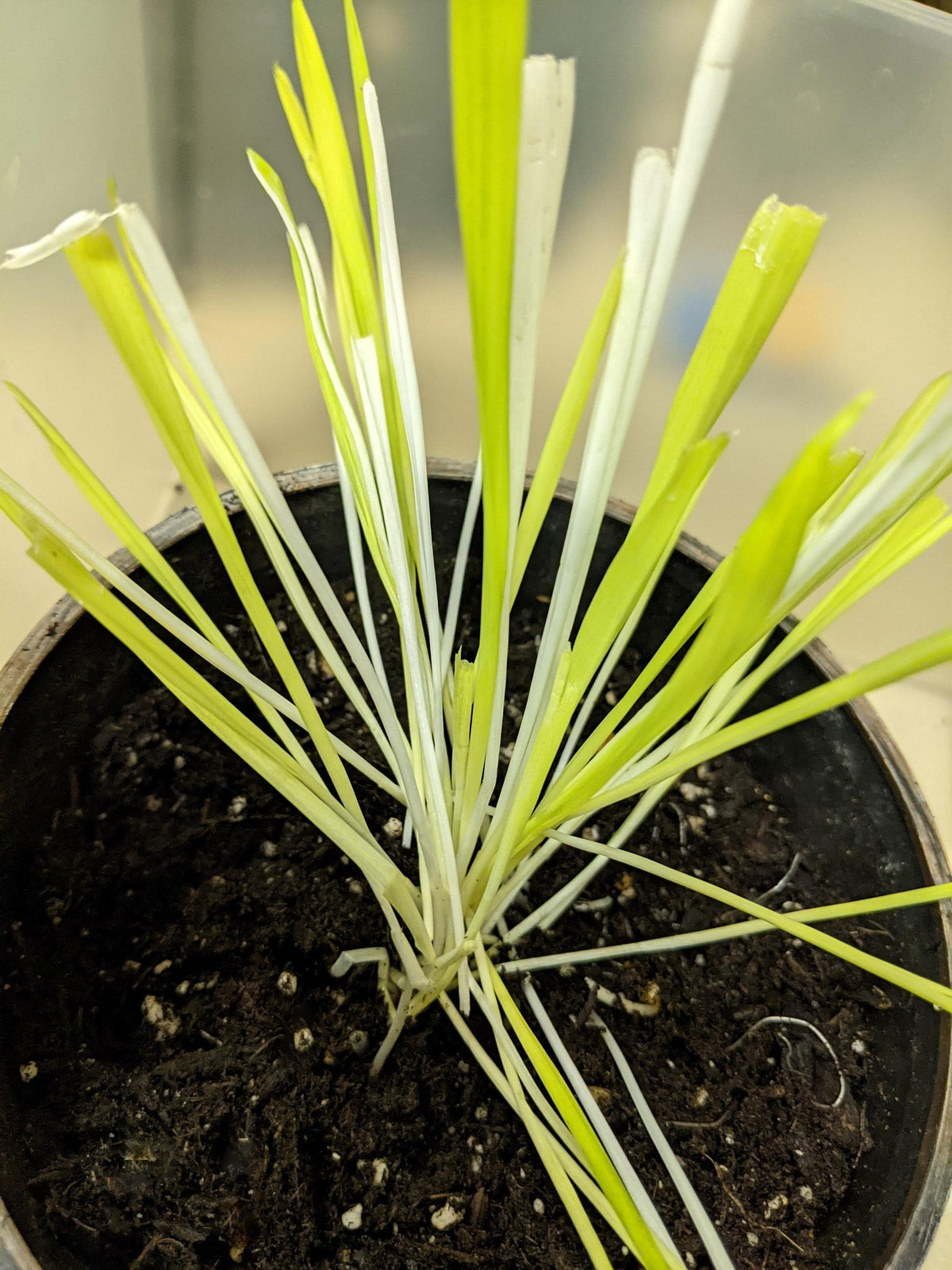 50 VARIEGATED CAT GRASS White & Green Pet Grass Catgrass Triticum Aestivum Barley Seeds