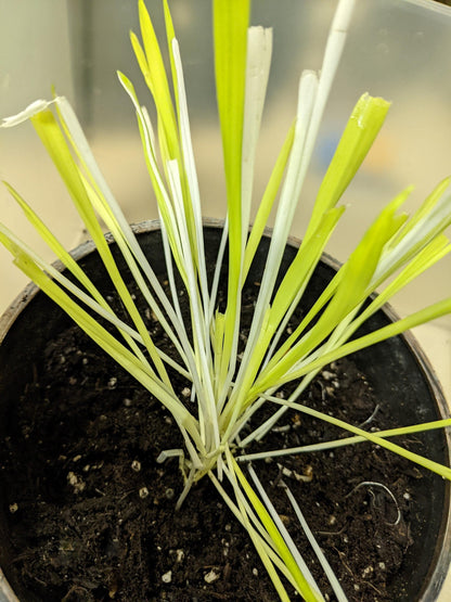 50 VARIEGATED CAT GRASS White & Green Pet Grass Catgrass Triticum Aestivum Barley Seeds