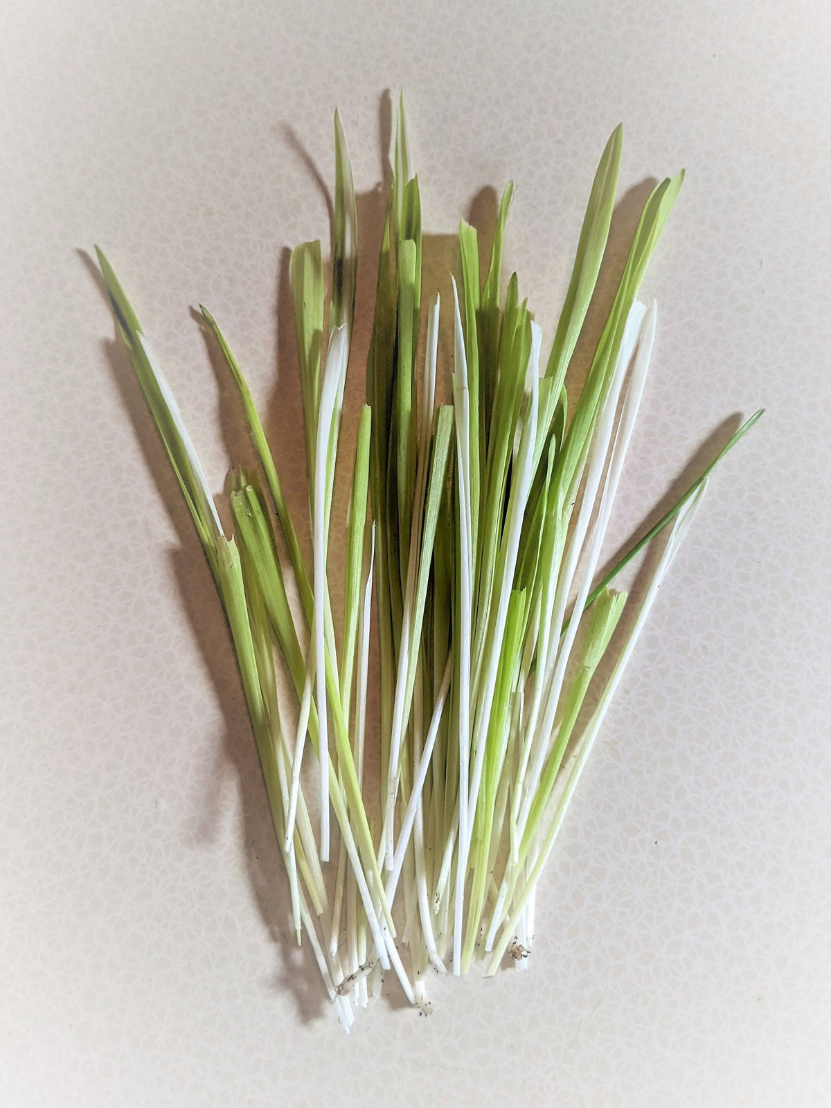 50 VARIEGATED CAT GRASS White & Green Pet Grass Catgrass Triticum Aestivum Barley Seeds