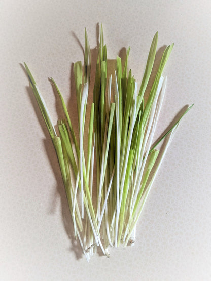 50 VARIEGATED CAT GRASS White & Green Pet Grass Catgrass Triticum Aestivum Barley Seeds