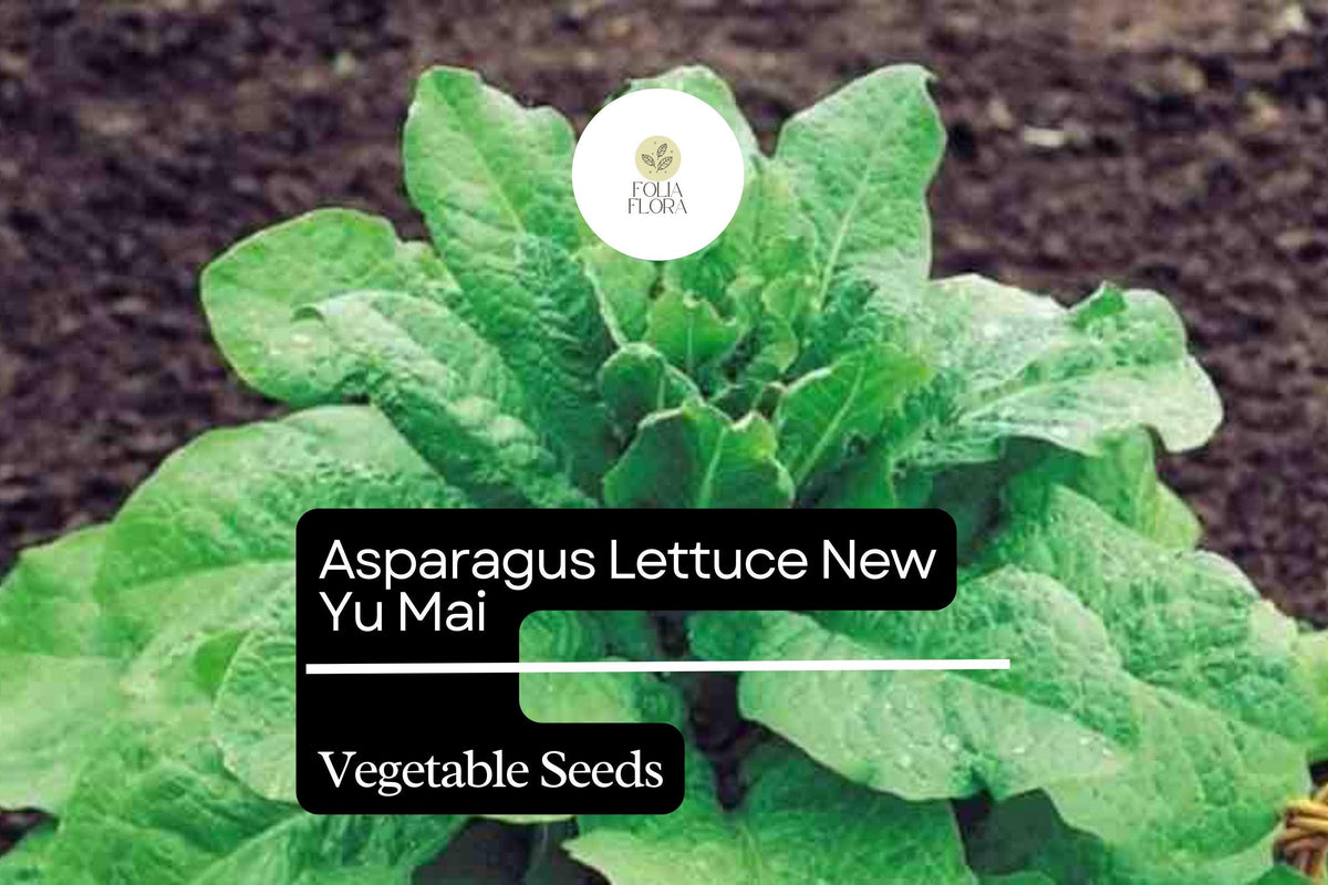 Asparagus Lettuce Seeds | Heirloom New Yu Mai | Asian Greens for Salads & Stir-Fries | Lactuca sativa var. angustana
