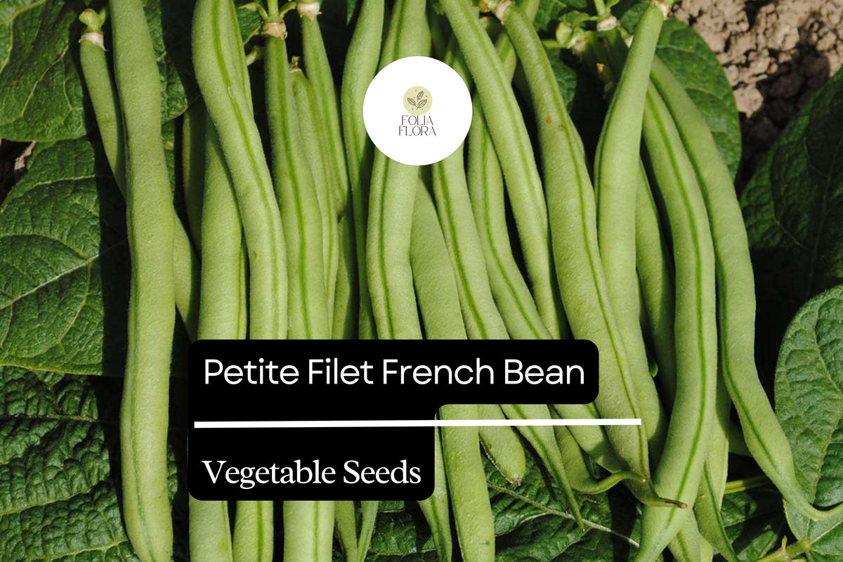 Petite Filet French Bean Seeds 5g, Stringless Haricots Verts, Gourmet Phaseolus vulgaris, Compact Bush Plant, Edible Green Pods