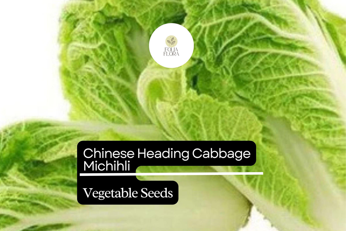 Michihli Napa Cabbage Seeds 500mg | Sweet Crisp Heirloom Brassica rapa var. pekinensis for Kimchi, Stir-Fries & Salads