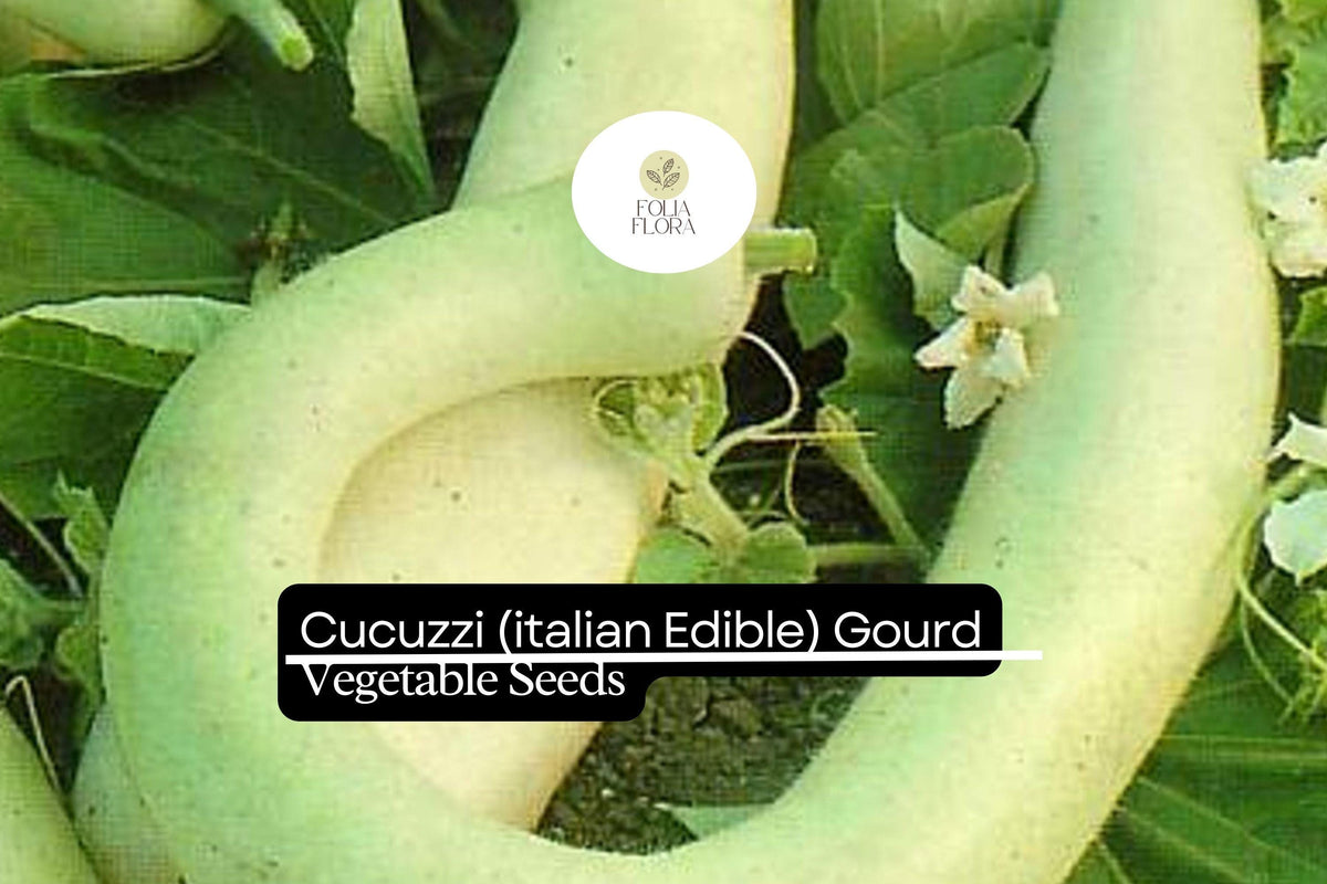 Cucuzzi Gourd Seeds | Italian Edible Heirloom Vine | Lagenaria siceraria | Long Tender Gourds for Cooking