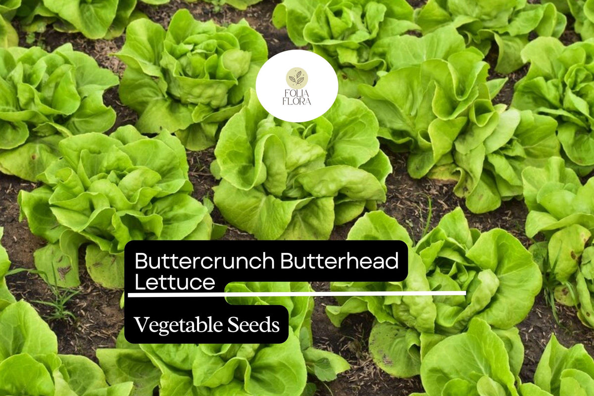 Buttercrunch Lettuce Seeds | Heirloom, Sweet, Bolt-Resistant | Lactuca sativa, Crisp Green Leaves