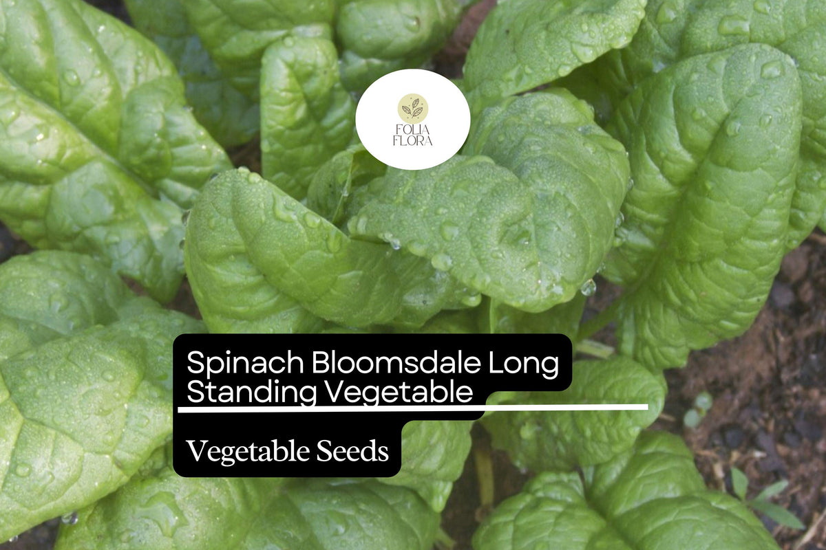 Spinach Seeds Bloomsdale Long Standing Heirloom Non-GMO 1g | Dark Green, Slow to Bolt, Nutrient-Rich