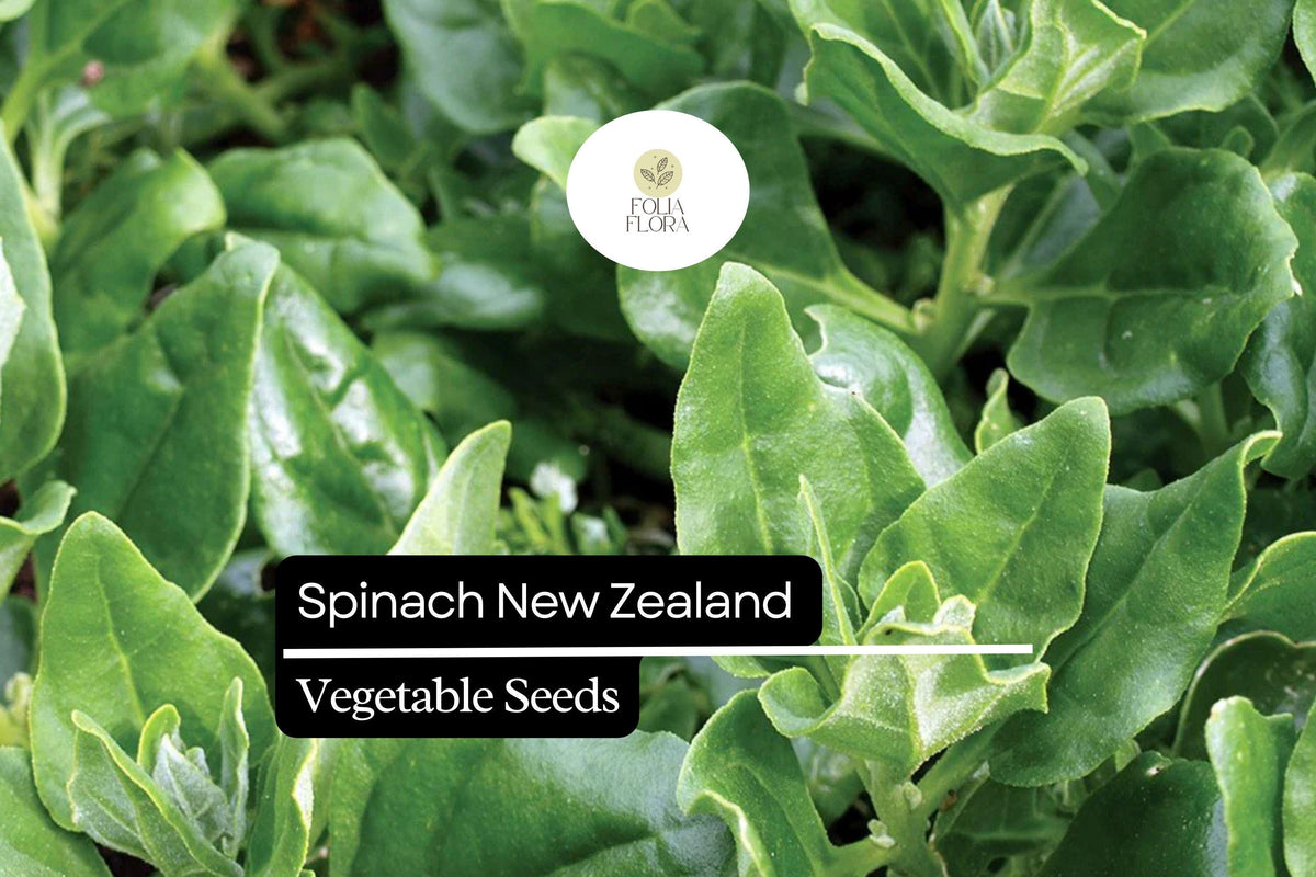 New Zealand Spinach Seeds | Heat-Tolerant, Non-GMO | Tetragonia tetragonioides, Bright Green Leaves, Spreading Growth