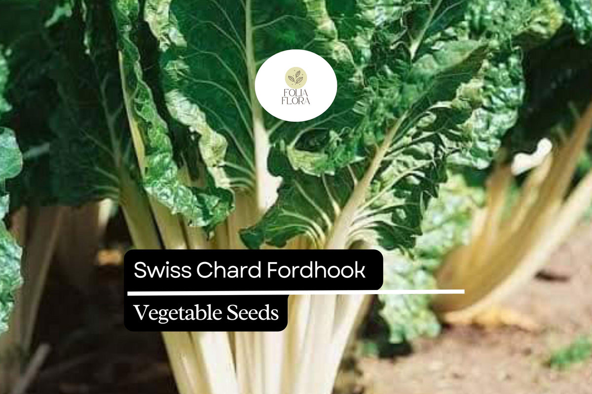 Swiss Chard Fordhook Seeds | Heirloom Beta Vulgaris, Non-GMO, 1g Packet for Greens, Salads, Cooking