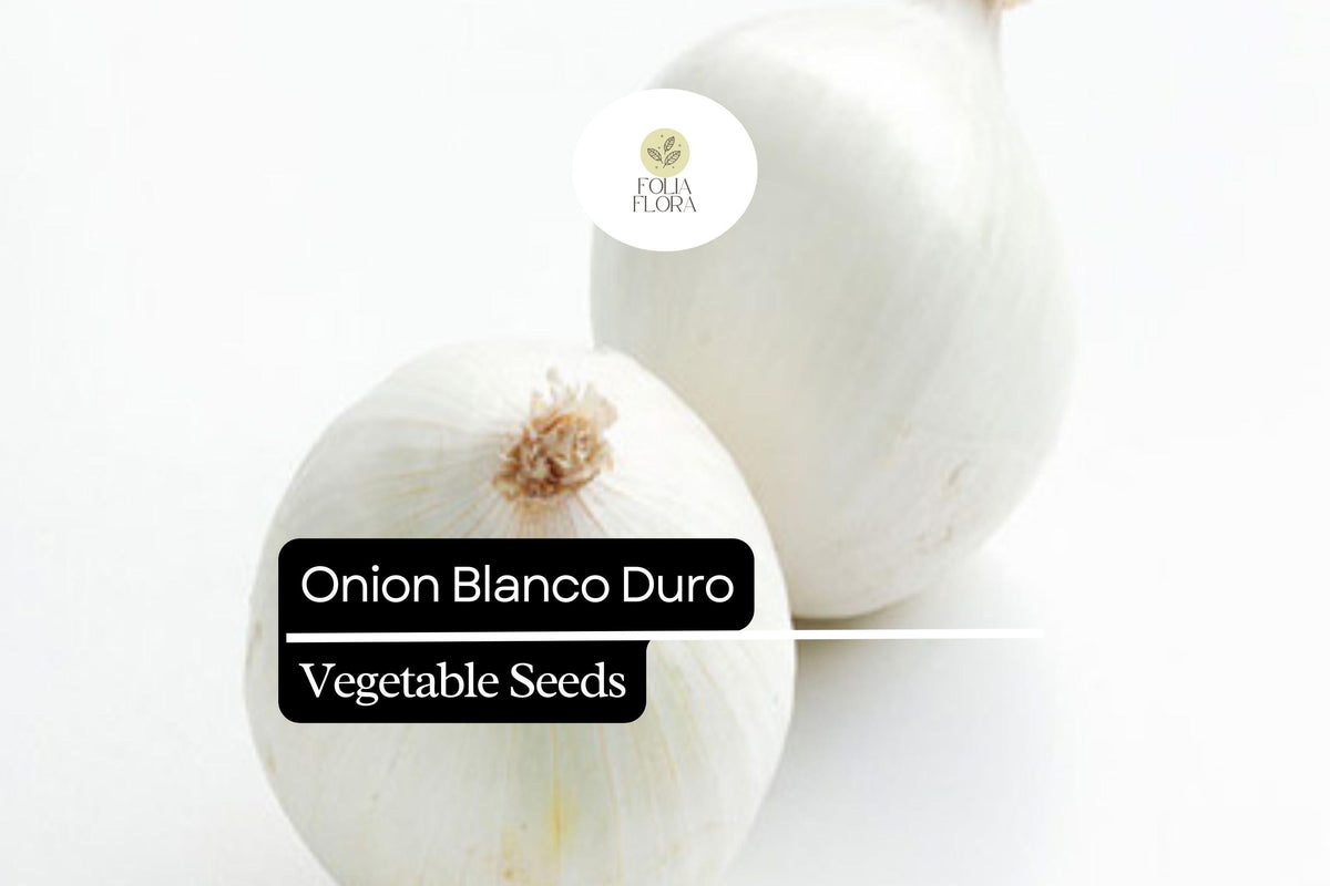 250mg Onion Blanco Duro Seeds | Non-GMO Allium cepa White Globe Onion for Cooking, Salads & Storage