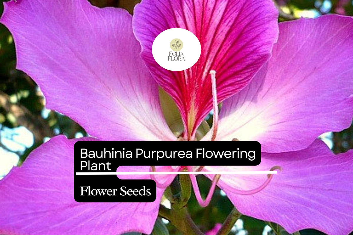 10 Bauhinia Purpurea Seeds | Purple Orchid Tree Flowering Plant | Exotic Garden Tree | Bauhinia purpurea