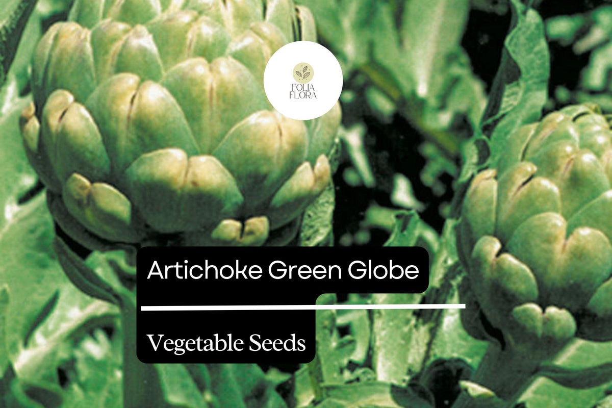 Green Globe Artichoke Seeds - Heirloom, Edible Perennial, Cynara scolymus, Non-GMO, Full Sun, USDA Zones 7-10