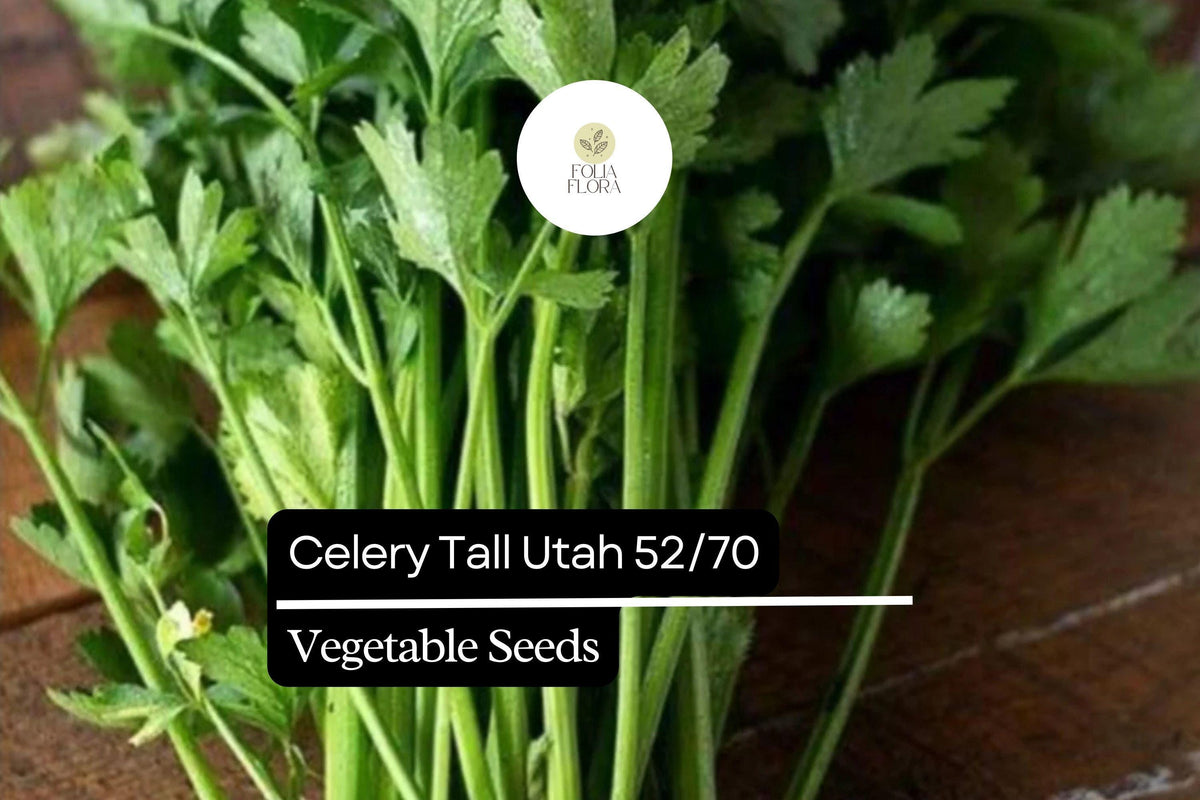 Celery Seeds | Tall Utah Heirloom Variety | Sweet & Crisp Stalks | Apium graveolens