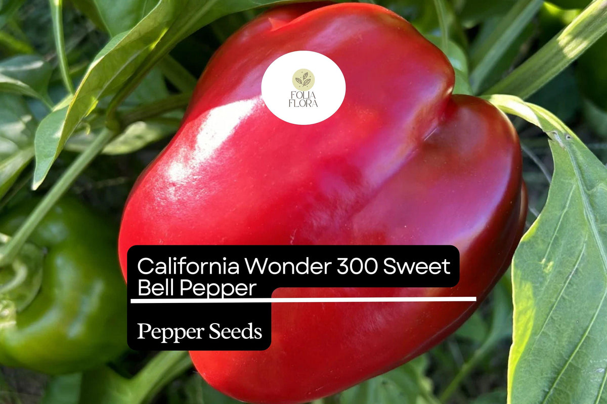 California Wonder Sweet Bell Pepper Seeds – Heirloom Capsicum annuum, Green to Red, Crisp, Blocky Shape, Versatile for Garden & Containers