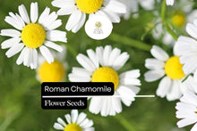 Roman Chamomile Seeds – Fragrant Herb, Ground Cover, Chamaemelum nobile, 2000 Seeds