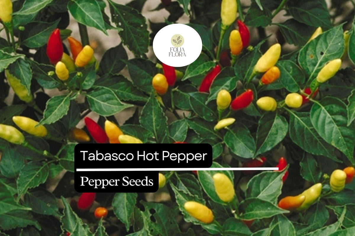 30 Tabasco Pepper Seeds – Hot & Spicy Culinary, Ornamental, Capsicum frutescens for Sauces & Pickling