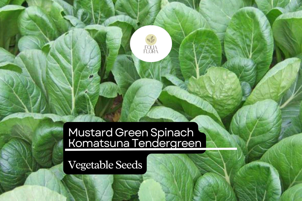 Komatsuna Seeds 500mg - Heirloom Asian Greens, Mild Flavor, Brassica rapa var. perviridis, Fast-Growing Leafy Green for Stir-Fries & Salads