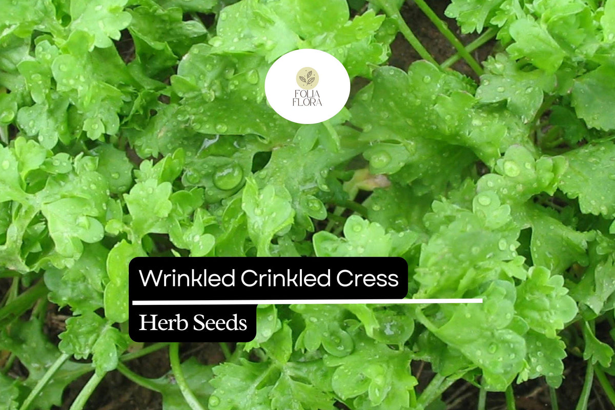 500 Seeds Wrinkled Crinkled Cress Microgreen Seeds – Tangy, Nutritious Herb for Salad & Sandwiches Lepidium sativum