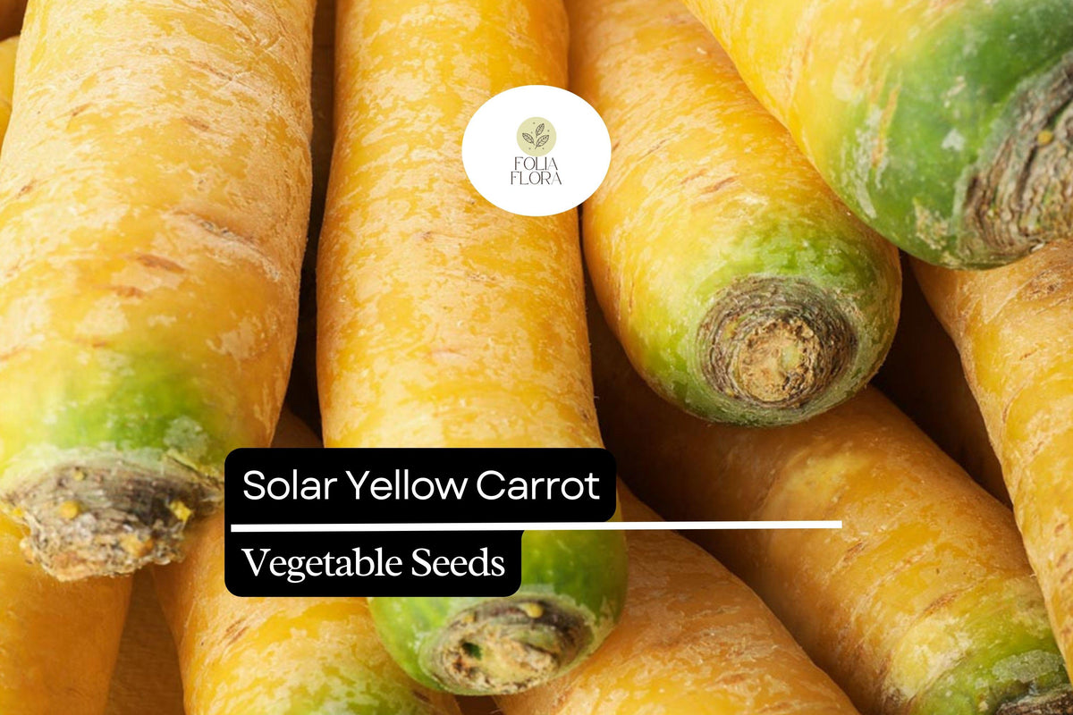 Solar Yellow Carrot Seeds – Heirloom Daucus Carota Variety, Golden Yellow Roots, Sweet Flavor, Nutritious, 60-75 Days