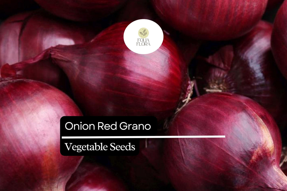 Red Grano Onion Seeds, Allium cepa, Sweet Garden Bulb, Red Skin, Mild Flavor, 200 Seeds