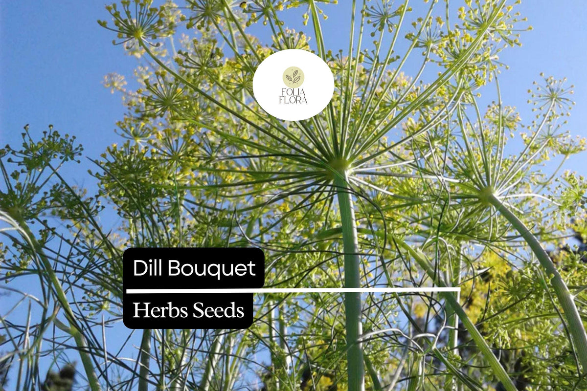 Bouquet Dill Seeds, Anethum graveolens, Aromatic Culinary Herb for Pickling & Gardening, 500 Seeds
