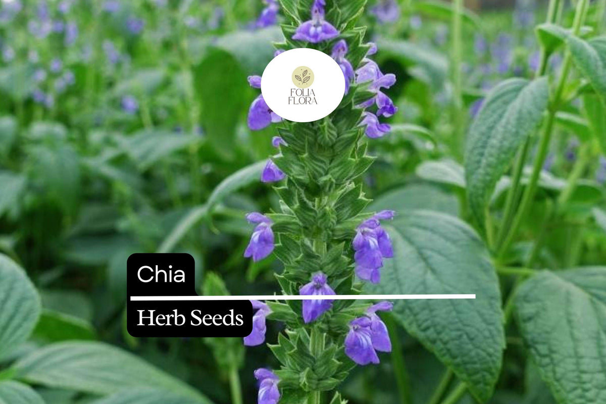 Chia Seeds Pack of 750 – Nutrient-Rich Superfood Salvia hispanica Pollinator-Friendly Herb