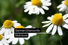 German Chamomile Seeds – 2500 Pack, Calming Herb with White and Yellow Flowers, Matricaria chamomilla for Tea, Aromatherapy & Pollinators