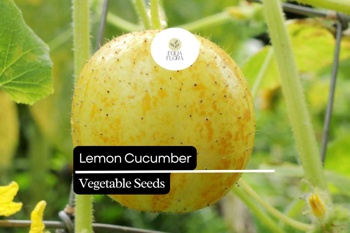 50 Seeds Lemon Cucumber (Cucumis sativus) – Small Yellow Round Variety for Salads, Pickles, and Snacks
