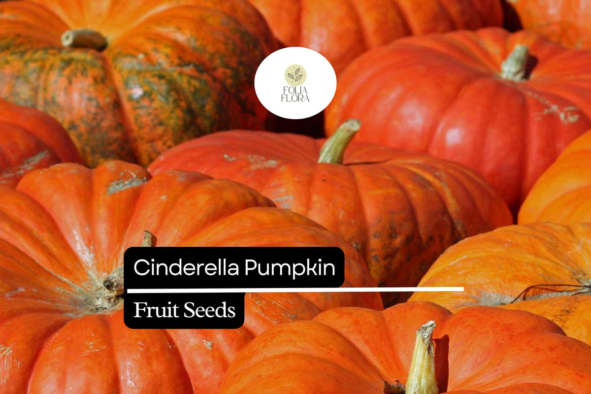 10 Seeds Cinderella Pumpkin Heirloom Cucurbita maxima Rouge Vif d'Etampes French Decorative Fall Garden