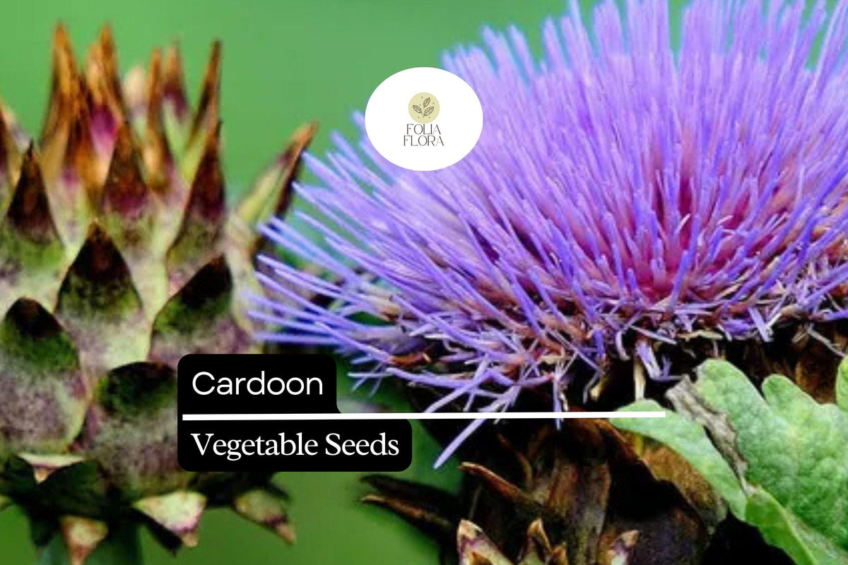 15 Seeds Cardoon Cynara cardunculus Ornamental Edible Perennial with Purple Flowers